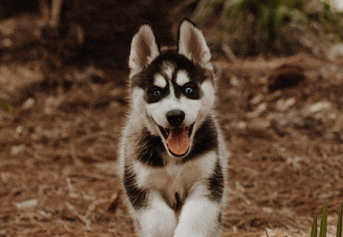 Husky or Malamute?